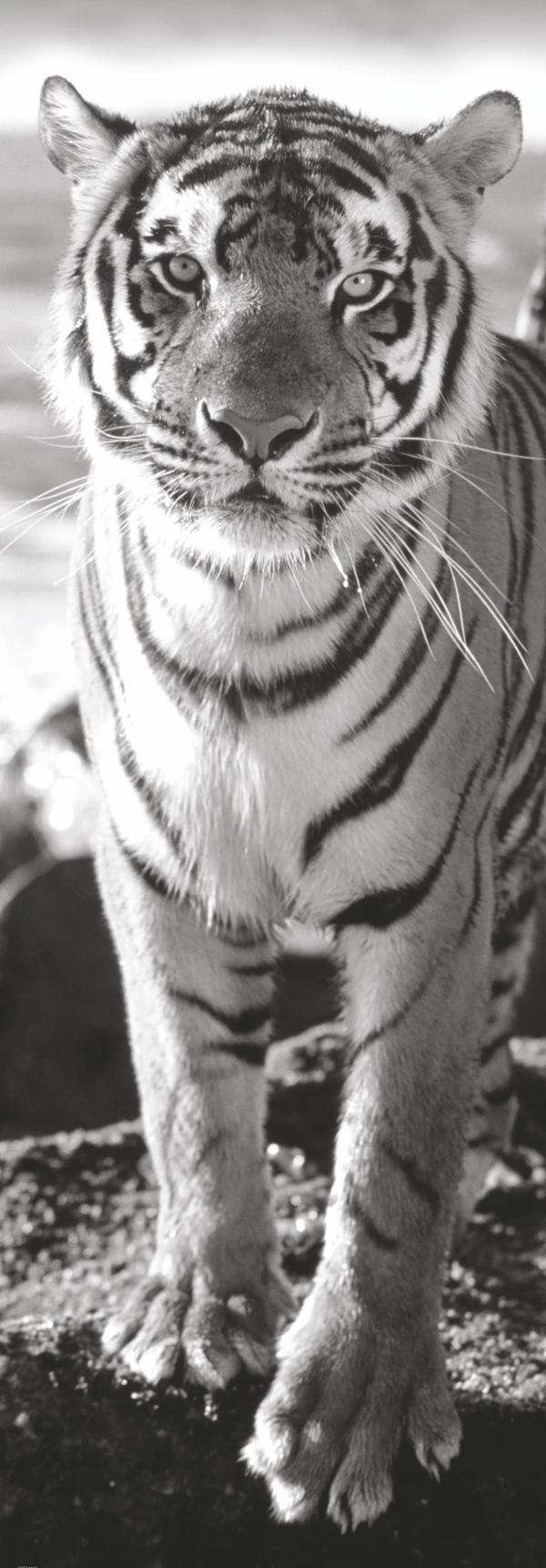 Puzzle: Čierno-biely tiger (panoráma) 1000