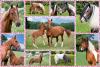 Puzzle: Nádherní koně 150